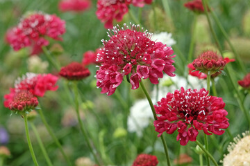 Cream Scabiosa Ôfata morganaÕ and Scabiosa ÔRedÕ, also known as pincushion flower in bloom.