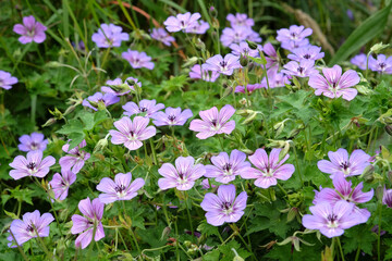 Purple Hardy Geranium wallichianum, or cranesbill, ÔHavana BluesÕ in flower.