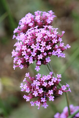Obraz premium Purple Verbena bonariensis, also known as blue vervain 'Buenos Aires' in flower.