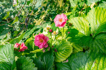 Strawberry 'Summer Breeze Cherry' growing and flowering in a residential garden with pink flowers.