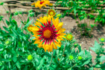 Beautiful bright gaillardia on a background of green leaves