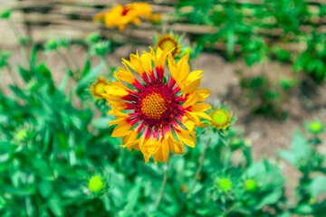 Beautiful bright gaillardia on a background of green leaves
