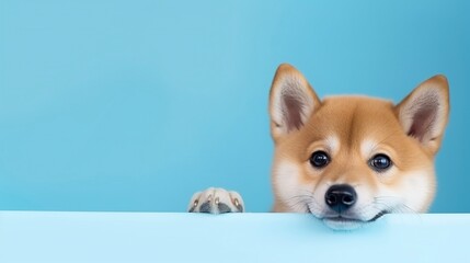 
Cheerful and joyful Shiba Inu puppy, with a smiley expression, peeking out in a portrait. It's...