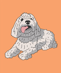 Coton De Tulear Dog Lying Down Tongue Out