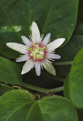 Beautiful close-up of a passiflora biflora flower