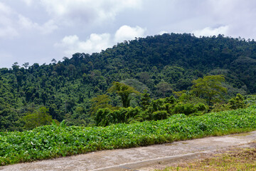 Tranquil View of Pagalungan’s Lush Rainforest from a Country Road