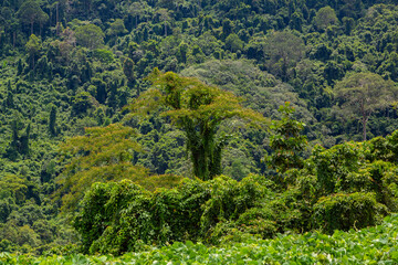 Towering Trees in the Pristine Rainforest of Pagalungan, Sabah