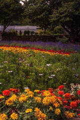 Fototapeta premium Landscape-Field-of-Flowers-in-the-Mountains