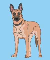 Belgian Malinois Dog Standing Half Side Front View