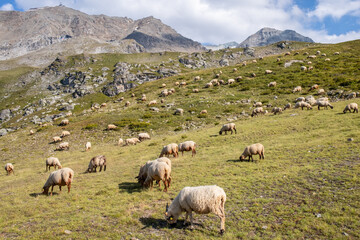 Des moutons broutent l'herbe dans les alpages des alpes françaises au milieu des montagne de...