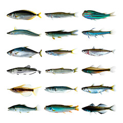 set of fish isolated