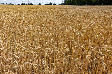 field of wheat