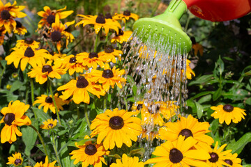 Watering rudbeckia hirta (Black Eyed Susan) in garden