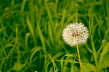 Fluffy dandelion flower against the background of the summer landscape.