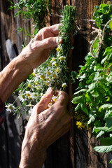 Female hands hanging bunch of chamomile for drying