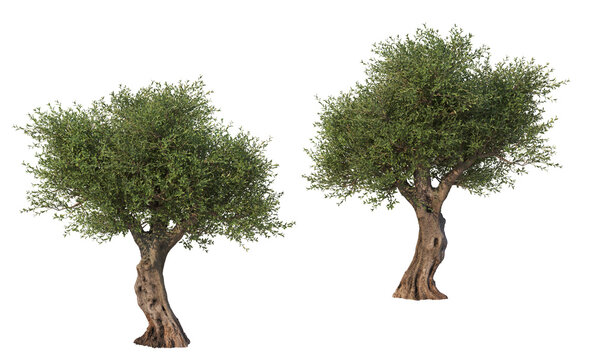 Multiple olive tree shapes on transparent background