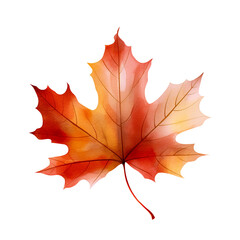 Maple autumn watercolor leaf isolated on a white background. Botanical element design.