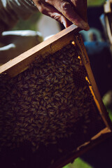 Bee hives in Sym village of Astara