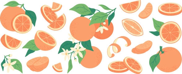 Exotic fresh juicy oranges and peel, sweet mandarin slices, vitamin rich citrus fruits. Hand drawn orange tree branch with flowers, ripe sliced tangerine fruit, healthy diet vegetarian food vector set