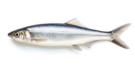 Sardine fish isolated on white background, clipping path included.