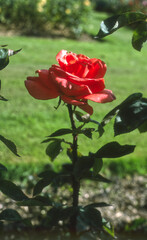 Rosa CHESHIRE LIFE flower
