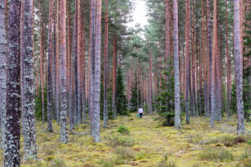 Fototapeta premium a man walks through the forest with a blue bucket.