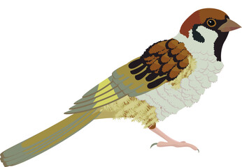 Illustration of isolated sparrow bird