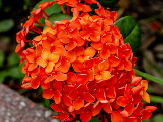 鮮やかに咲くサンタンカ