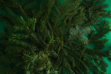 Christmas tree nature green background. Pine branches, needles top view. December mood concept. Spruce branch with needle of different varieties.