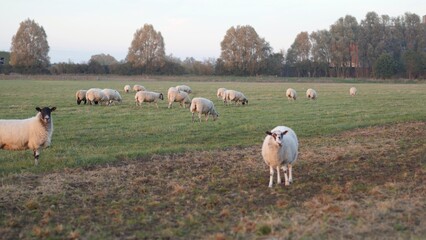 Sheep walking in a field on farmland © Adrian