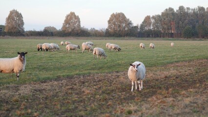 Sheep walking in a field on farmland