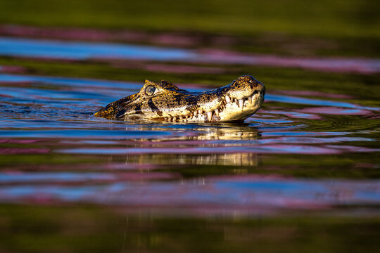 Caiman, Pantanal, Brazil