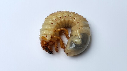Melolontha hippocastani. Melolontha hippocastani larval. Insect pest. Beetle larva on a white background