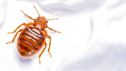 Pesky Bed Bug Crawling on Bedding isolated on white - obrazy, fototapety, plakaty