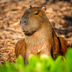 Capibara, Pantanal, Brazil