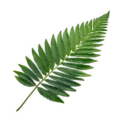 Bipinnate leaf , Isolated On Transparent, PNG