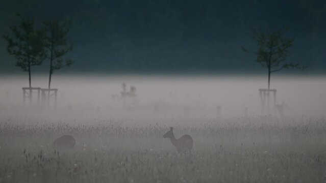 Roe deer group grazing on the meadow with morning fog, may,  north rhine westphalia,  , (capreolus capreolus), germany