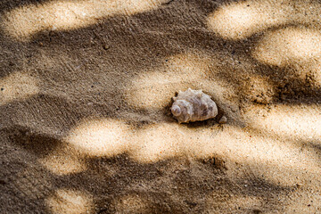 shell in sand, crab in a shell on a sandy beach, clean sand