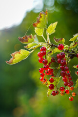 red berries on a branch, red and fresh currant, red currant bush portrait