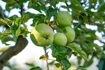 fresh apples on tree, green apples on ripe, fresh apples hanging on tree