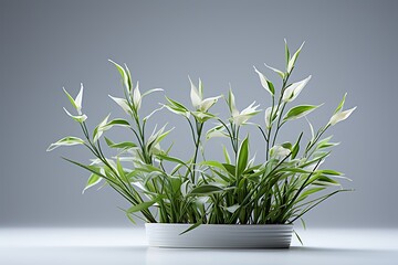 A plant in cute white pot, Grey-colored wall with spotlight