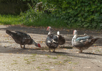 A flock of Muscovy ducks stood around a puddle of water