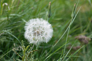 Large dandelion clock against a green grassy background
