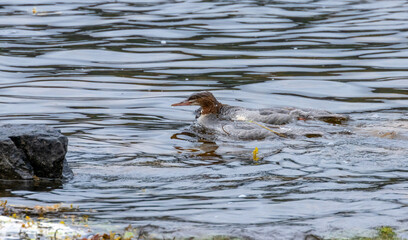 Diving female mergansers, goosanders diving in the water