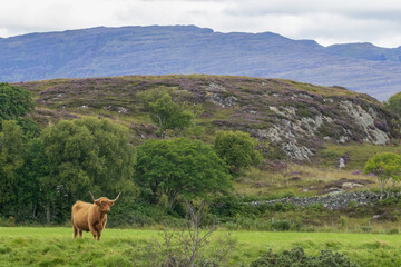 Brown scottish highland cow in a field with mountains in the background