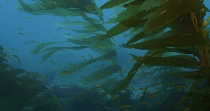 Congregation of small fry in kelp blades.