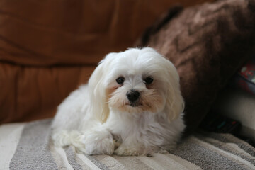 Maltese dog