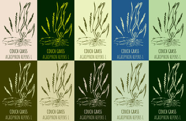 Set of vector drawing COUCH GRASS in various colors. Hand drawn illustration. The Latin name is AGROPYRON REPENS L.