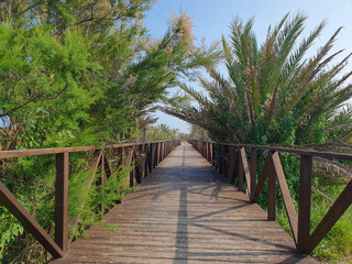 Vega Baja del Segura - Guardamar del Segura - Pasarelas de madera entre las dunas para acceder a la playa