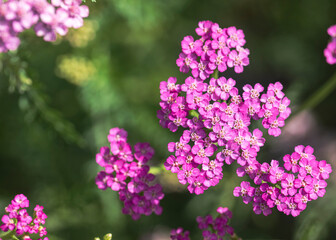 Achillea millefolium